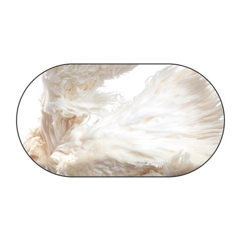 Lion's mane mushroom mycelium
