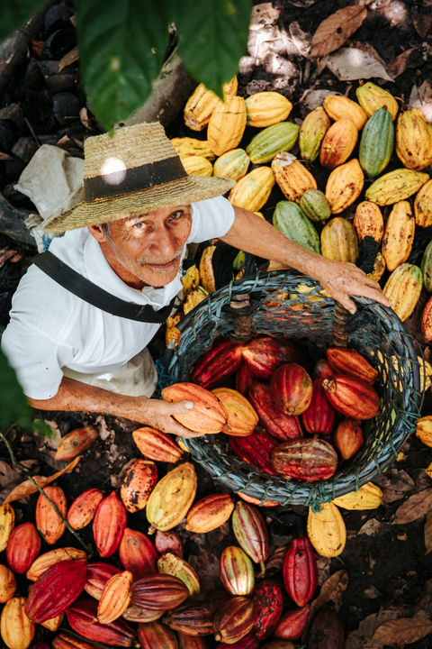 Beyond conventional Cacao Farming
